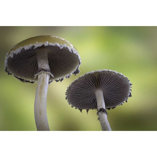 Washington, Seabeck Underside of mushrooms